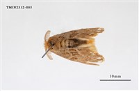 藏品(白斑黃毒蛾)的圖片